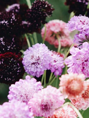 Scabiosa atropurpurea Mix