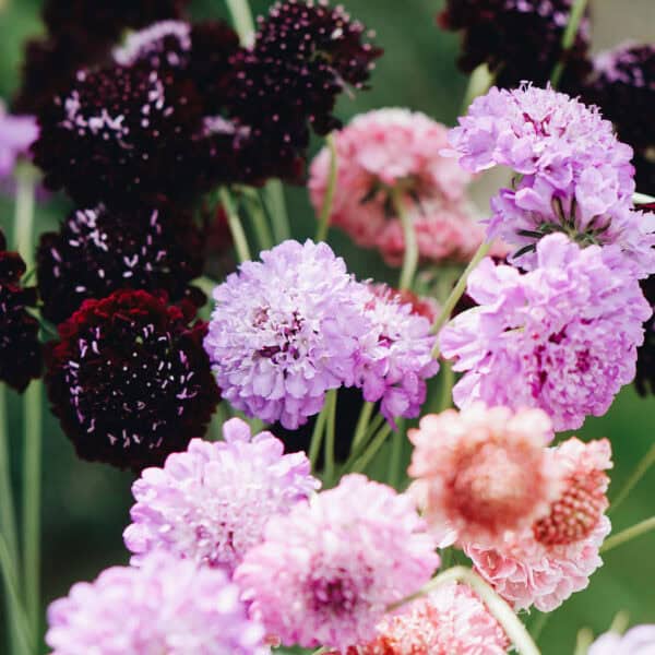 Scabiosa atropurpurea Mix