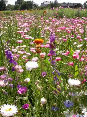 Droogbloemen Mix Droogbloemen Mix