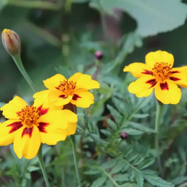 tagetes naughty marietta
