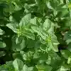Blad oregano