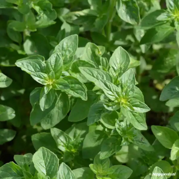 Blad oregano