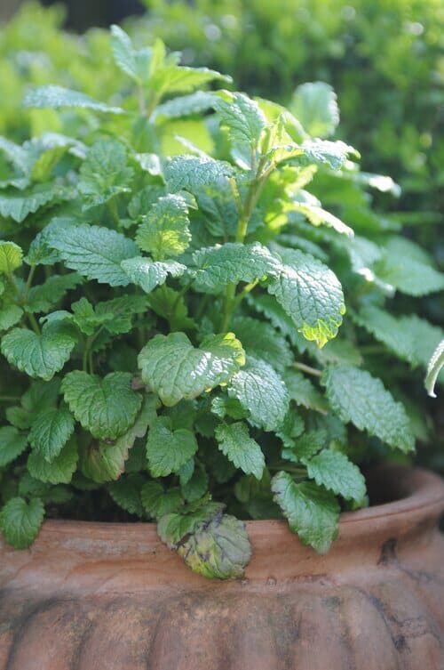 Citroenmelisse Citroenmelisse