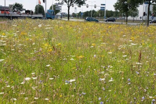 Cruydt Hoeck Wildbloemenweide zware grond