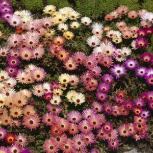 Ijsbloem Gemengd Mesembryanthemum