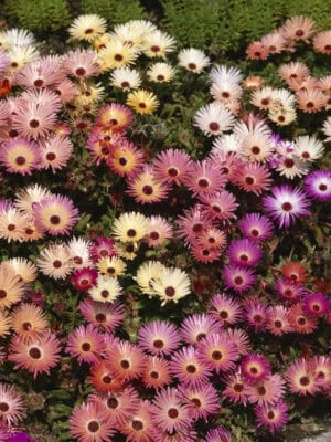 Ijsbloem Gemengd Mesembryanthemum