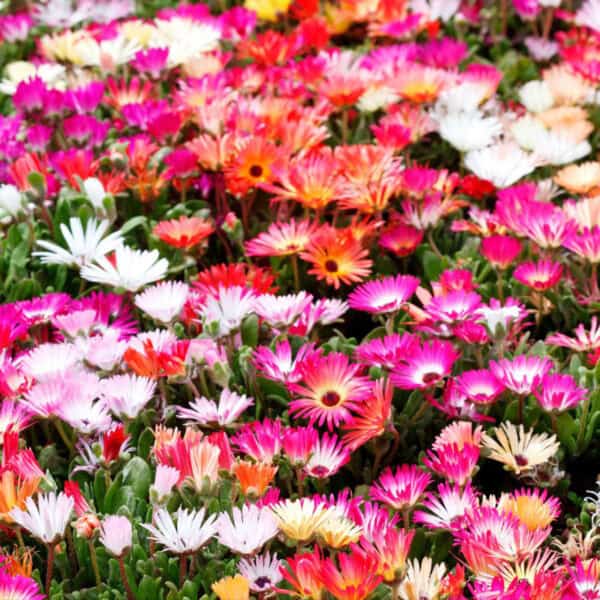 Ijsbloem Gemengd Mesembryanthemum