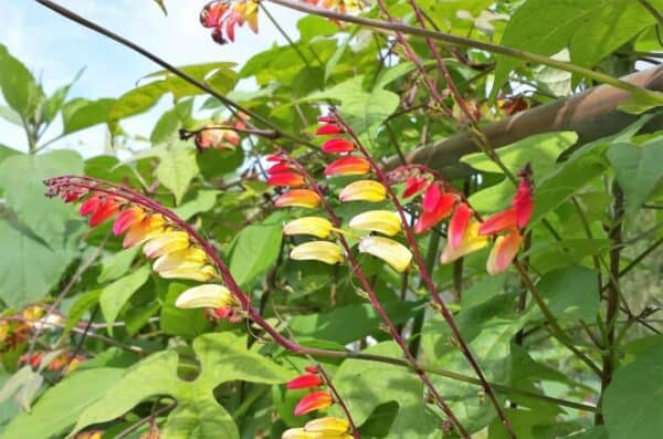 Spaanse Vlag Mina lobata