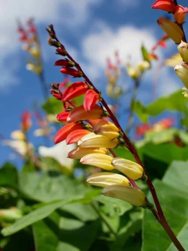 Spaanse Vlag Mina lobata