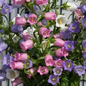 Campanula mix