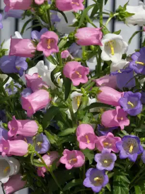 Campanula mix