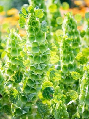 Molucella Laevis Klokken van Ierland