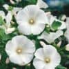 Lavatera Mont Blanc Mont Blanc Lavatera Seeds 5580 3 Lavatera Mont Blanc