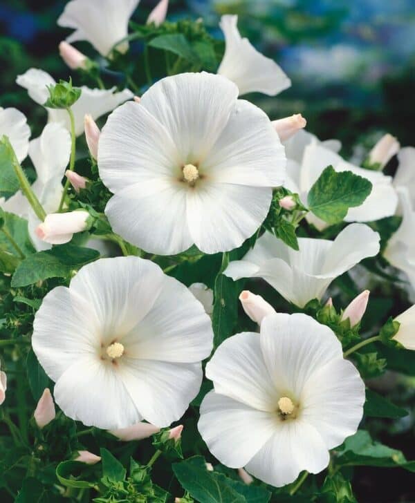 Lavatera Mont Blanc Mont Blanc Lavatera Seeds 5580 1 Lavatera Mont Blanc
