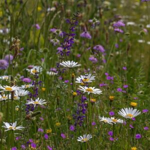 Cruydt Hoeck Bijenmengsel Vaste Soorten
