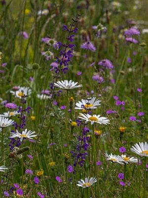 Cruydt Hoeck Bijenmengsel Vaste Soorten Cruydt Hoeck Bijenmengsel Vaste Soorten