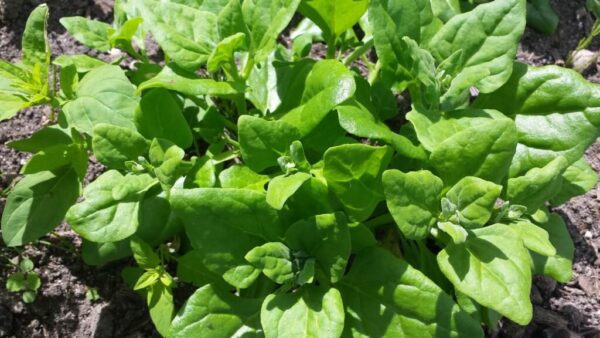 Nieuw-Zeelandse-spinazie-1-1-1024x576 Spinazie Nieuw-Zeelandse