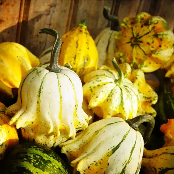 sierkalebas Crown of Thorns sierkalebas Crown of Thorns