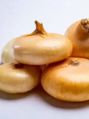 Uien Noordhollandse Strogele