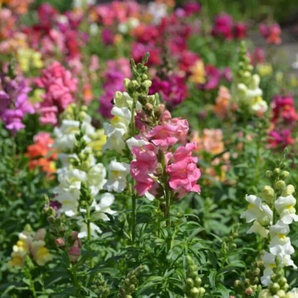 Leeuwenbek Leeuwenbek