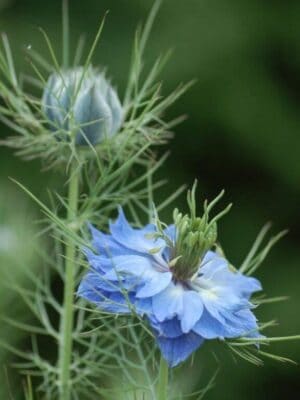 Organic-Seeds-Nigella Juffertje in het Groen Nigella Damascena