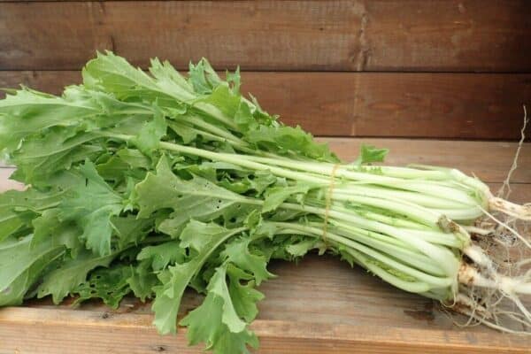 P5290020 Raapstelen Gewone Groene