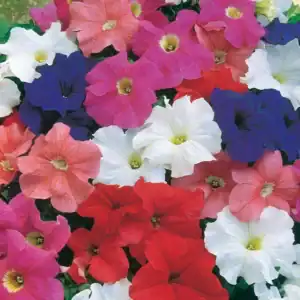 Petunia Hybrida Grandiflora Dream Mix