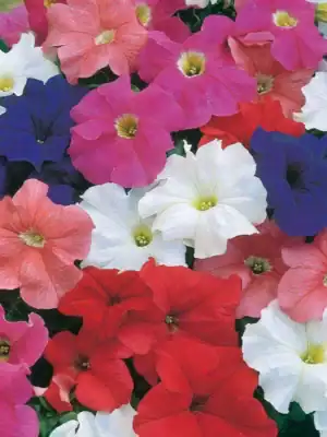 Petunia Hybrida Grandiflora Dream Mix Petunia Hybrida Grandiflora Dream Mix