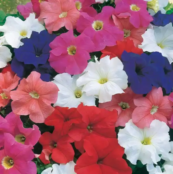 Petunia Hybrida Grandiflora Dream Mix