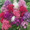 Phlox Drummondi Grandiflora Nana compacta