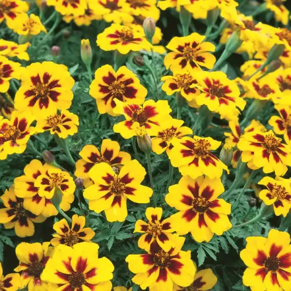 tagetes naughty marietta
