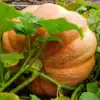 Pompoen Atlantic Giant