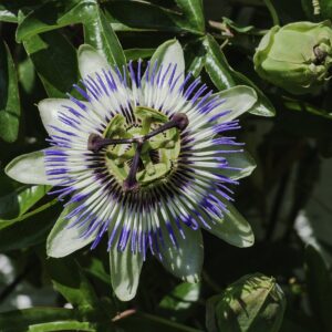 Passiflora caerulea
