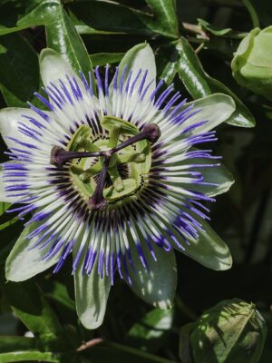 Passiflora caerulea Passiflora caerulea