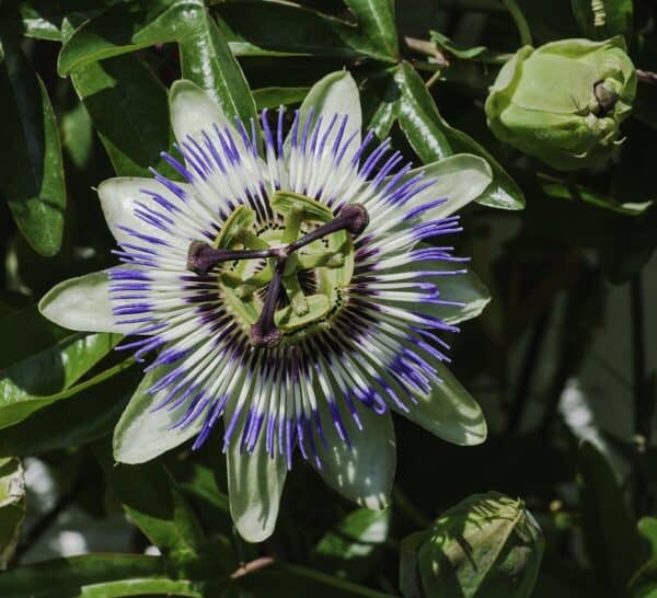 Passiflora caerulea Passiflora caerulea