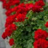 Geranium Rood Geranium Rood