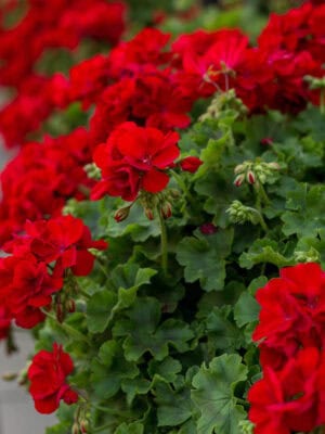 Geranium Rood Geranium Rood