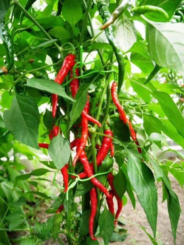 Buzzy Organic Peper Cayenne Long Slim BIO