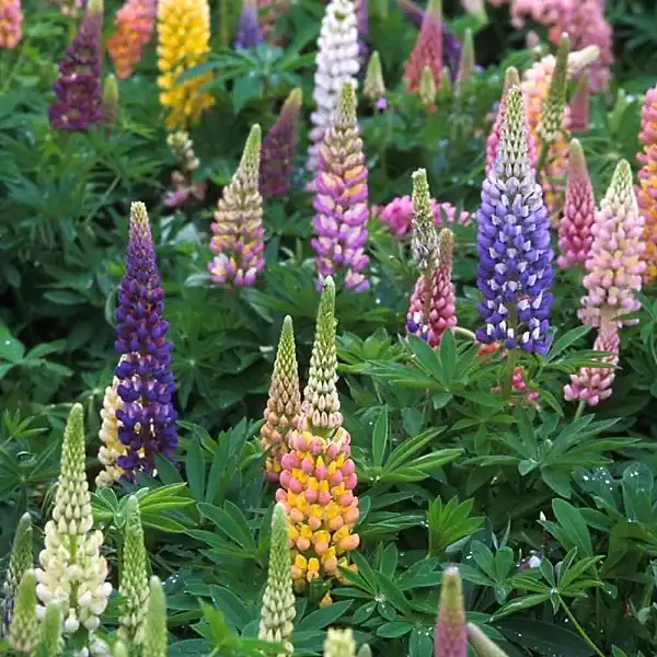 Lupinus Russell Hybrid Lupinus Russell Hybrid
