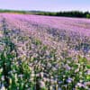 Groenbemester Phacelia