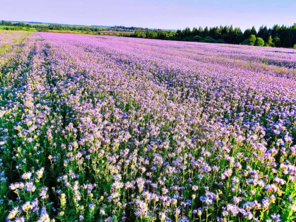Groenbemester Phacelia