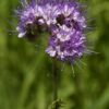 Phacelia