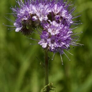 Phacelia