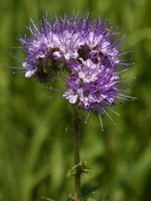 Phacelia