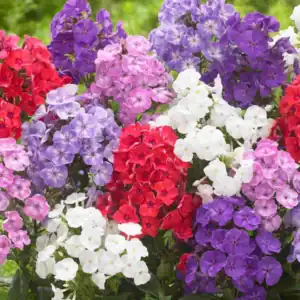 Phlox Drummondi Grandiflora Nana compacta