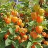 Goudbes Physalis Peruviana