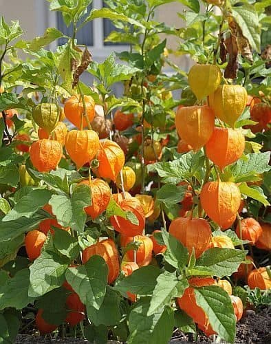 Goudbes Physalis Peruviana