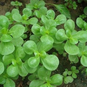 Postelein Gewone Groene