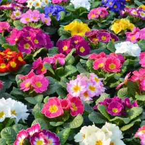 Primula veris Mix