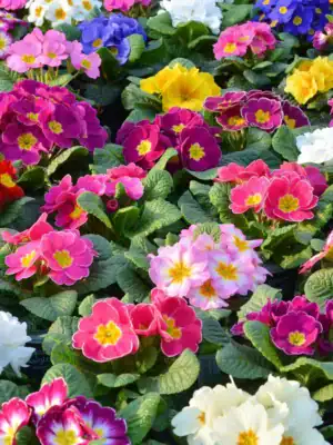 Primula veris Mix Primula veris Mix